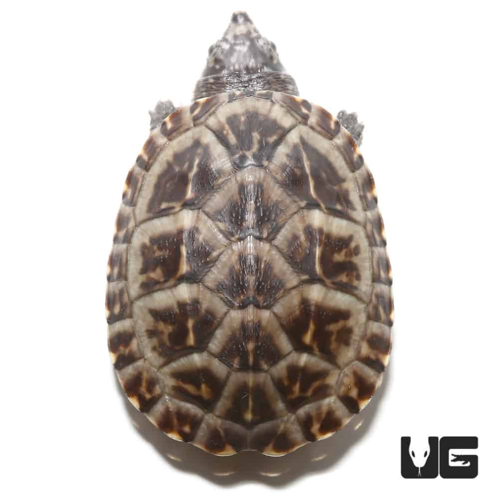 Turtles For Sale - Underground Reptiles