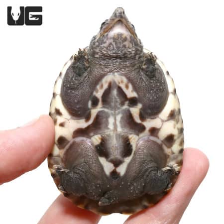Baby Giant Mexican Musk Turtles (Staurotypus triporcatus) For Sale - Underground Reptiles