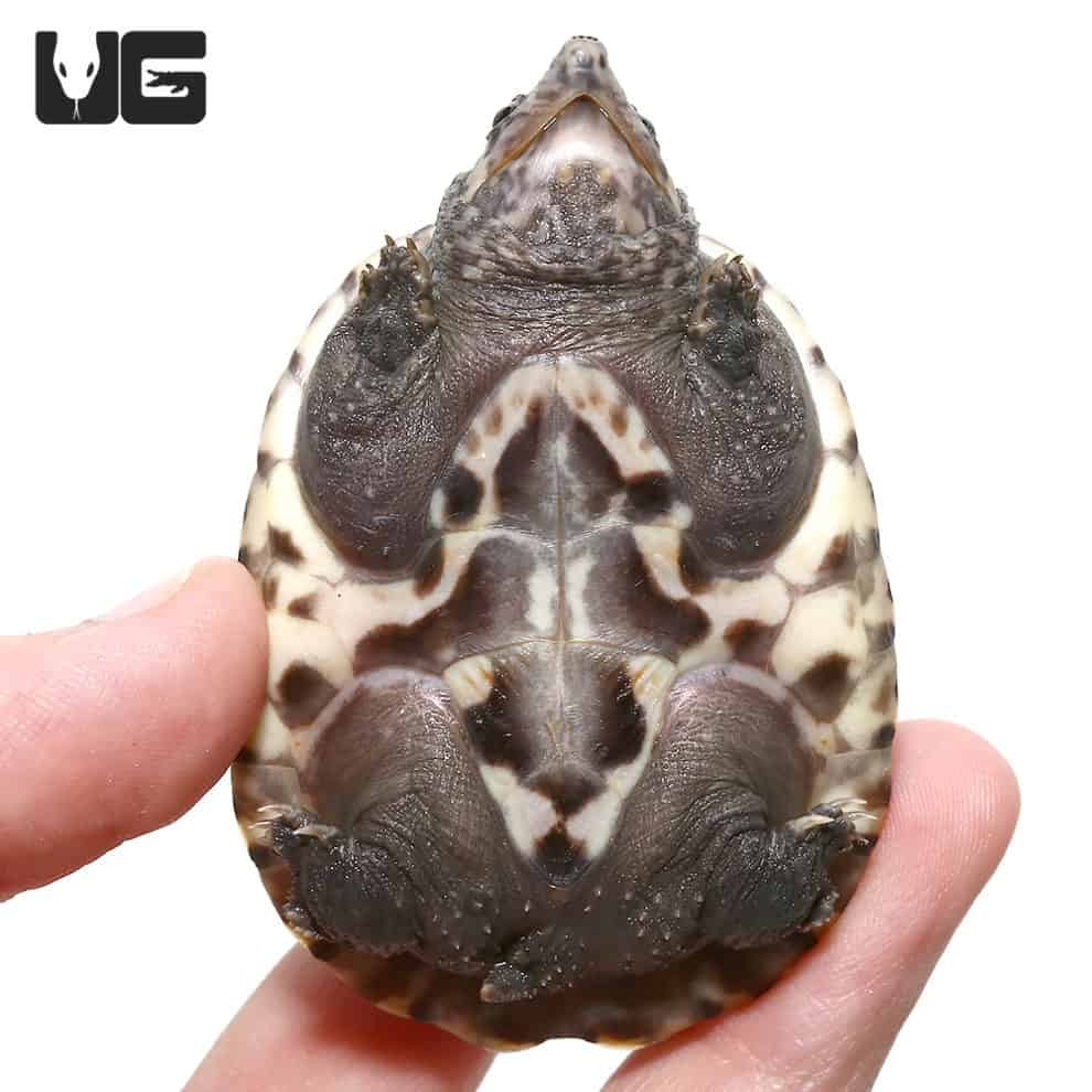 Baby Giant Mexican Musk Turtles For Sale - Underground Reptiles