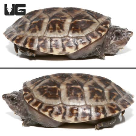 Baby Giant Mexican Musk Turtles (Staurotypus triporcatus) For Sale - Underground Reptiles