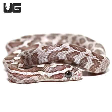 Baby Lavender Cornsnake with distinctive purple and white pattern.