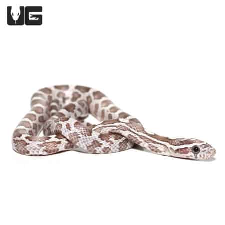 Baby Lavender Cornsnakes (Pantherophis guttatus) For Sale - Underground Reptiles