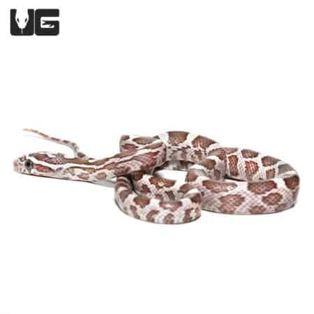 Baby Lavender Cornsnakes (Pantherophis guttatus) For Sale - Underground Reptiles