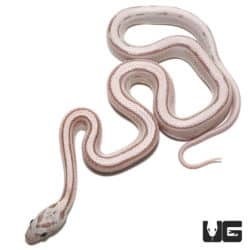 Baby Lavender Striped Motley Cornsnakes (Pantherophis guttatus) For Sale - Underground Reptiles