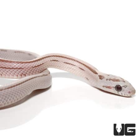 Baby Lavender Striped Motley Cornsnake with distinctive coloration and pattern.