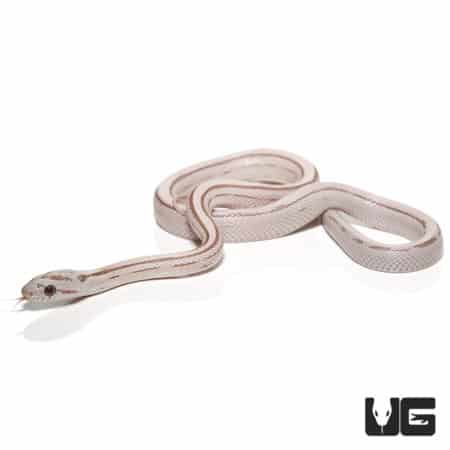 Baby Lavender Striped Motley Cornsnakes (Pantherophis guttatus) For Sale - Underground Reptiles