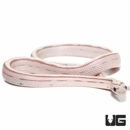 Baby Lavender Striped Motley Cornsnakes (Pantherophis guttatus) For Sale - Underground Reptiles