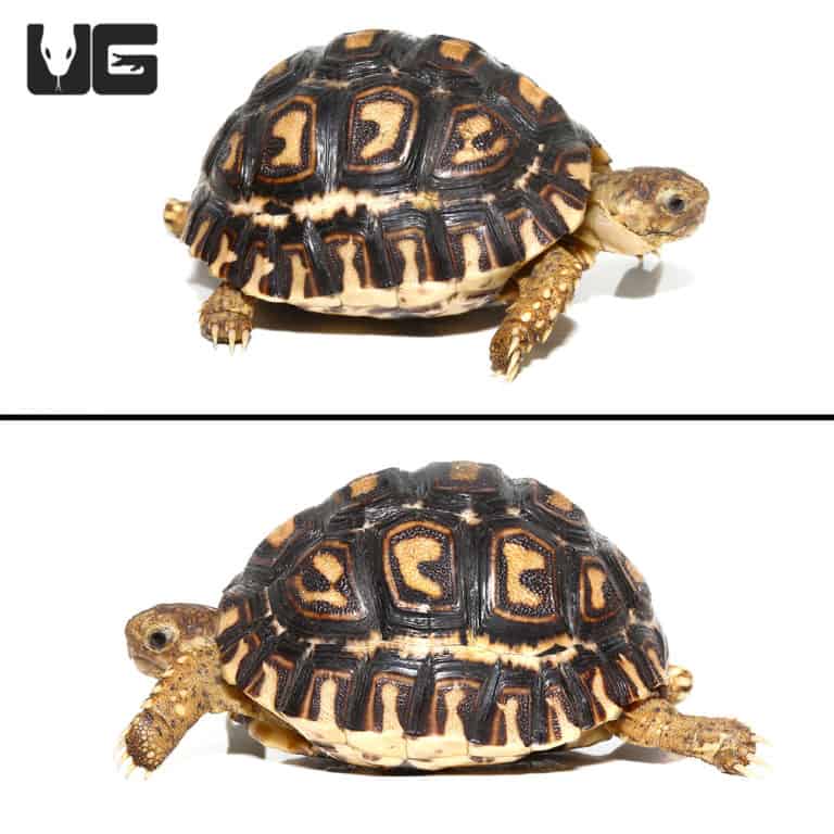 Baby Leopard Tortoises For Sale - Underground Reptiles