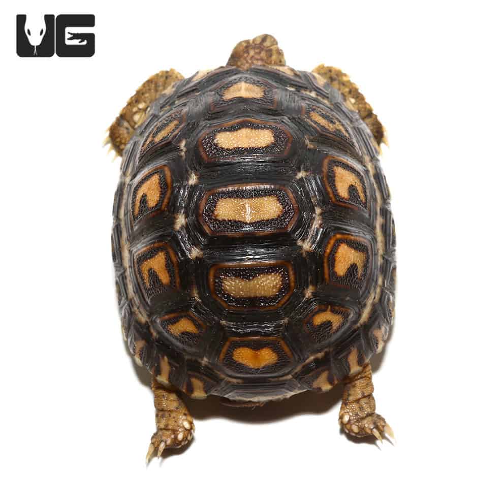 baby-leopard-tortoises-for-sale-underground-reptiles