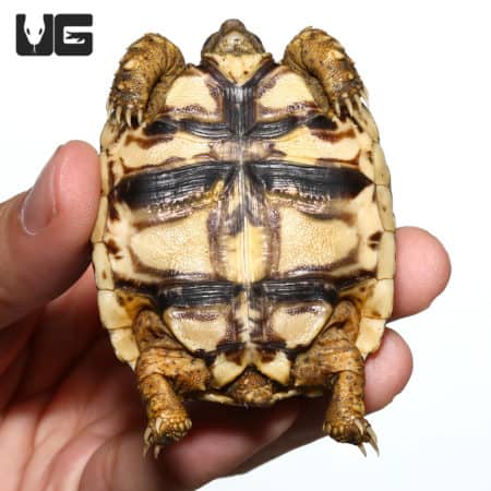 Baby Leopard Tortoises For Sale - Underground Reptiles