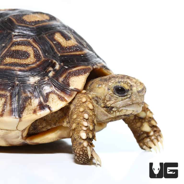 Baby Leopard Tortoises For Sale - Underground Reptiles