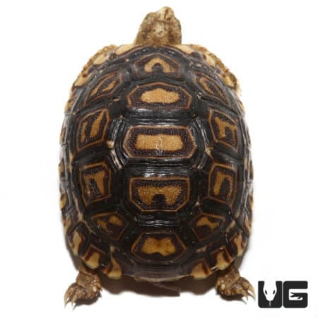 Baby Leopard Tortoises For Sale - Underground Reptiles