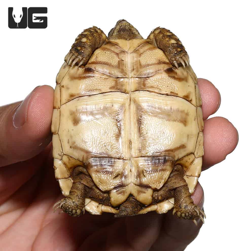 Baby Leopard Tortoises For Sale - Underground Reptiles