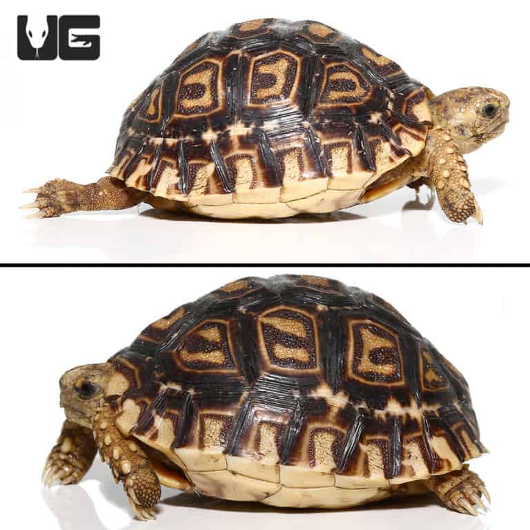 Baby Leopard Tortoises For Sale - Underground Reptiles