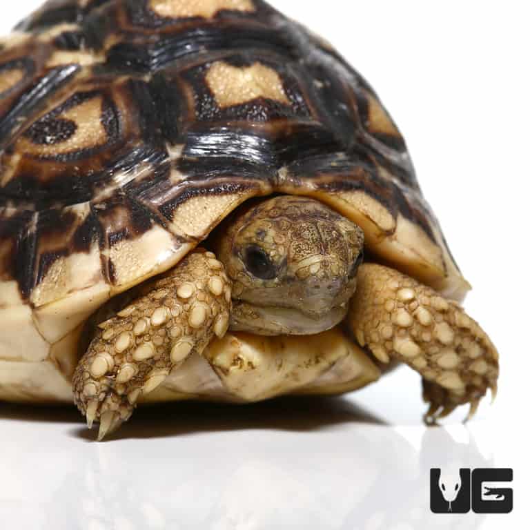 Baby Leopard Tortoises For Sale - Underground Reptiles