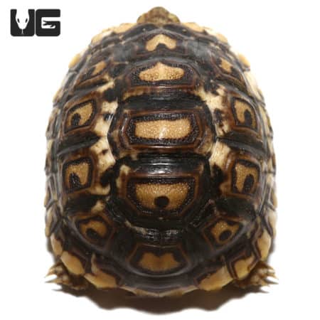 Baby Leopard Tortoise #3
