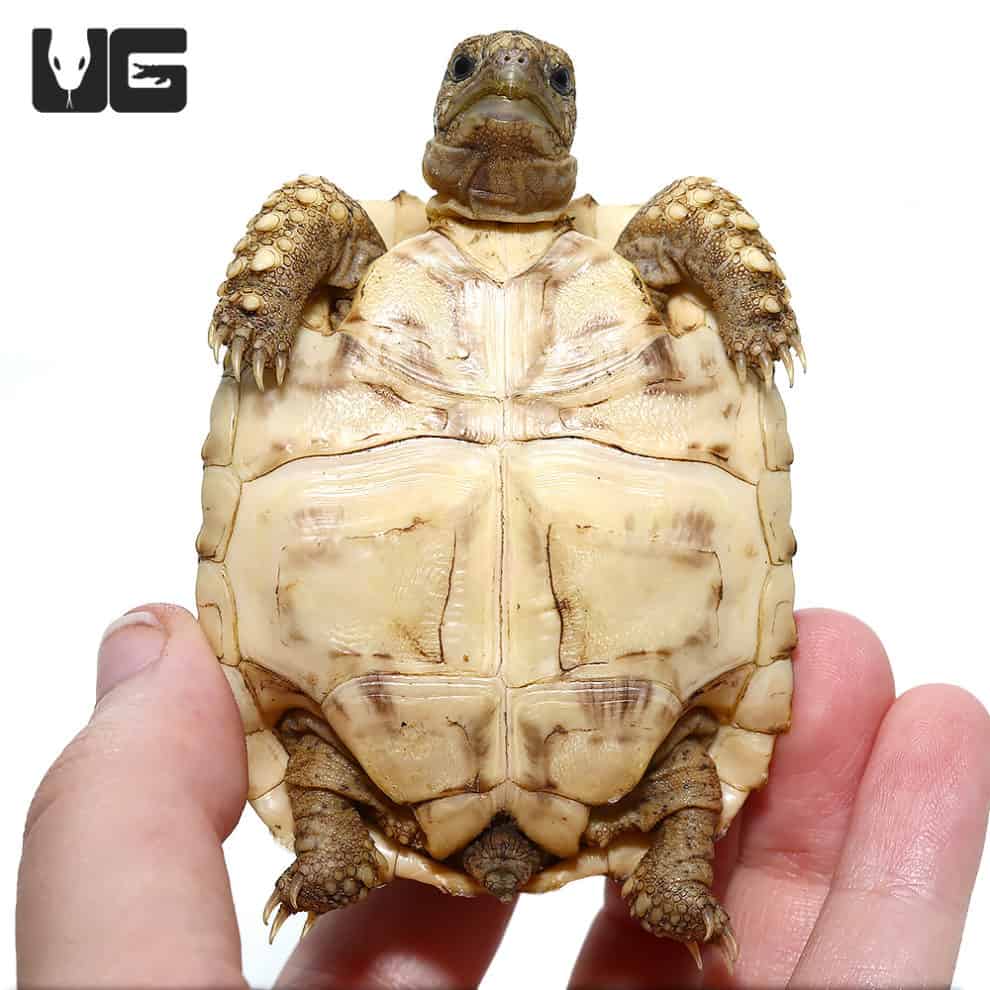 Baby Leopard Tortoises For Sale - Underground Reptiles