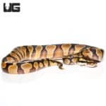 Baby Leopard Yellowbelly Ball Python (Python regius) For Sale - Underground Reptiles