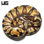 Baby Leopard Yellowbelly Ball Python (Python regius) For Sale - Underground Reptiles