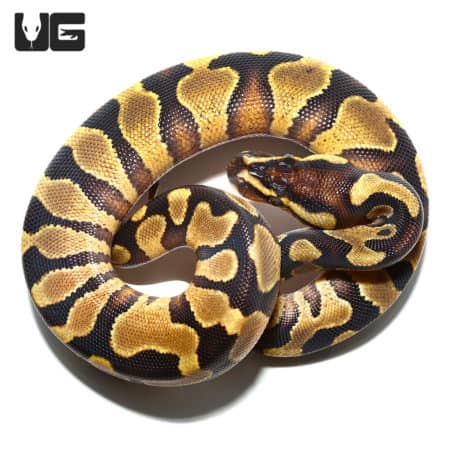 Baby Leopard Yellowbelly Ball Python (Python regius) For Sale - Underground Reptiles