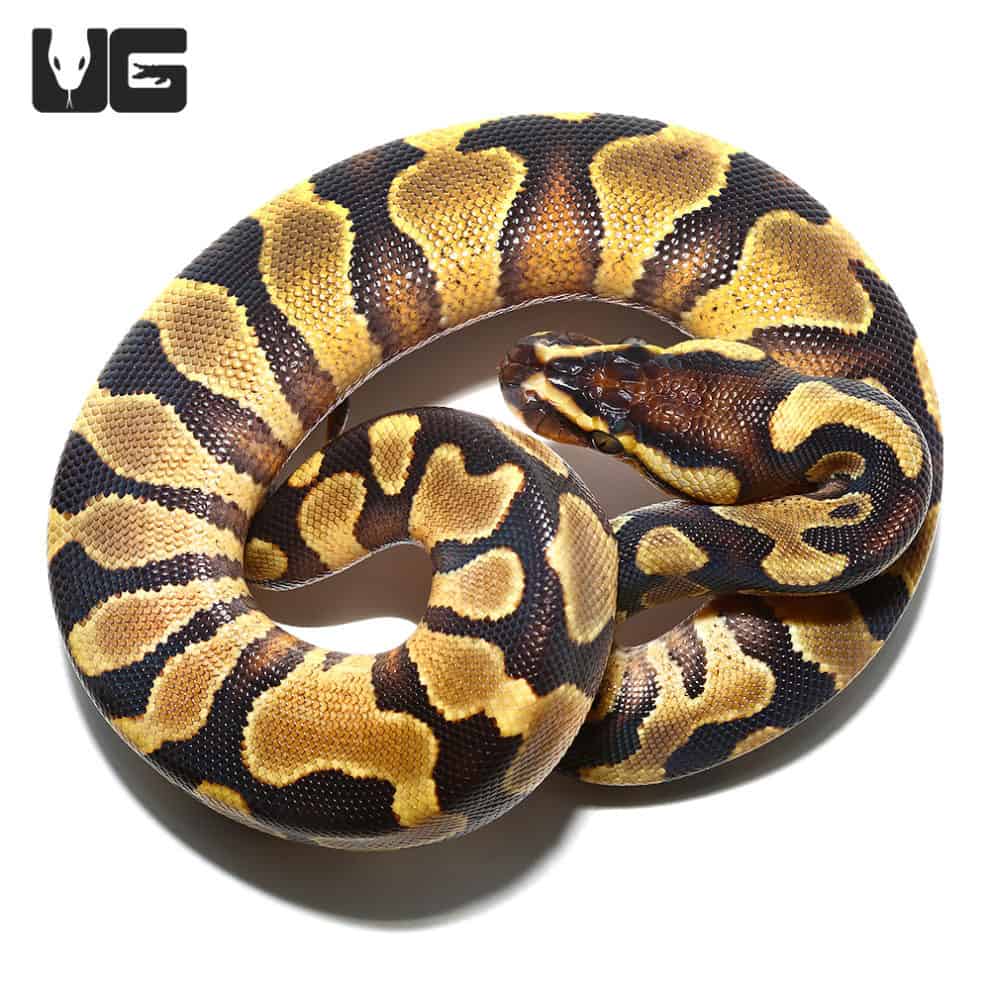 Baby Ball Pythons For Sale - Underground Reptiles