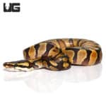 Baby Leopard Yellowbelly Ball Python (Python regius) For Sale - Underground Reptiles