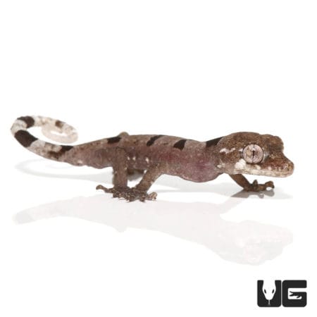 Malaysian Spiny Tailed Gecko, unique reptile from Southeast Asia.