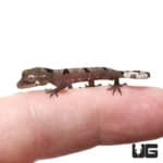 Malayan Spiny Tailed Geckos (Cyrtodactylus elok) For Sale - Underground Reptiles