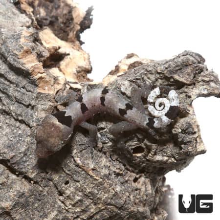 Malayan Spiny Tailed Geckos (Cyrtodactylus elok) For Sale - Underground Reptiles