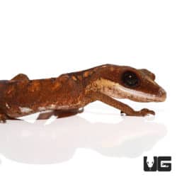 Baby Malaysian Cat Eye Geckos (Aeluroscalabotes felinus) For Sale - Underground Reptiles