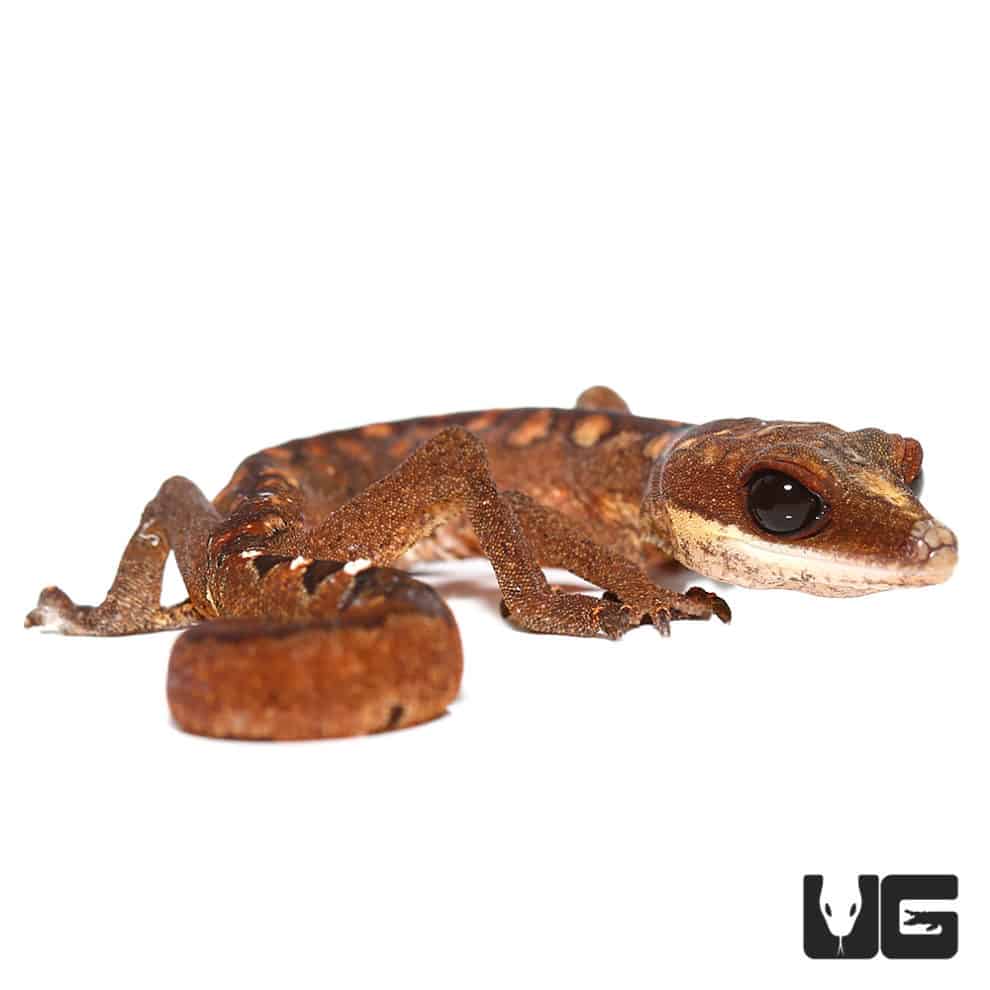 Malaysian Cat Eye Geckos For Sale Underground Reptiles