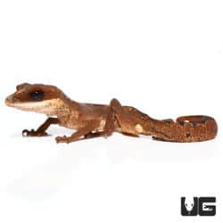 Baby Malaysian Cat Eye Geckos (Aeluroscalabotes felinus) For Sale - Underground Reptiles
