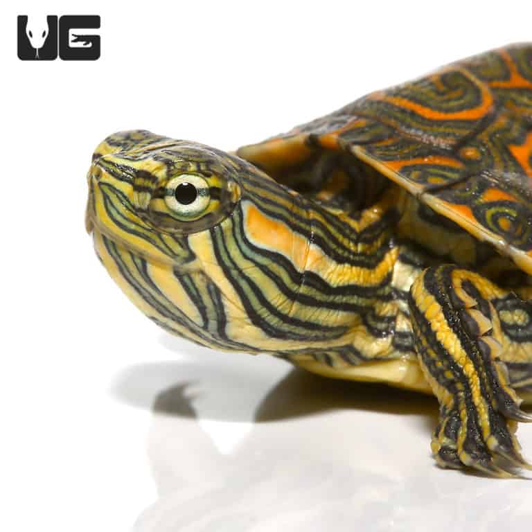 Baby Mexican Ornate Slider Turtles For Sale - Underground Reptiles