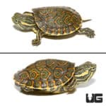 Baby Mexican Ornate Slider Turtles For Sale - Underground Reptiles