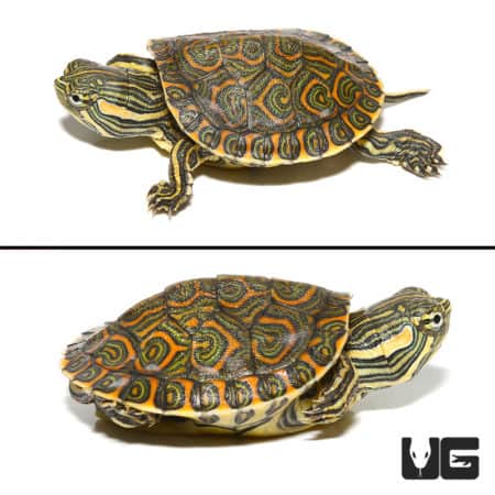 Baby Mexican Ornate Slider Turtle with vibrant patterned shell.