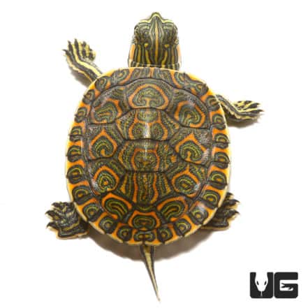 Baby Mexican Ornate Slider Turtles For Sale - Underground Reptiles