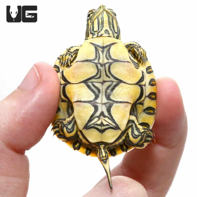 Baby Mexican Ornate Slider Turtles For Sale - Underground Reptiles