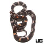 Baby Miami Cornsnakes (Pantherophis guttatus) For Sale - Underground Reptiles