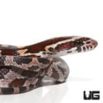 Baby Miami Cornsnakes (Pantherophis guttatus) For Sale - Underground Reptiles