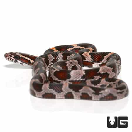 Baby Miami Cornsnake in vibrant colors and pattern.