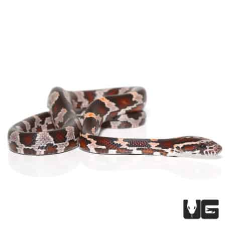 Baby Miami Cornsnakes (Pantherophis guttatus) For Sale - Underground Reptiles