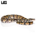 Male Baby Mystic Ball Python (Python regius) For Sale - Underground Reptiles