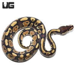 Male Baby Mystic Ball Python (Python regius) For Sale - Underground Reptiles