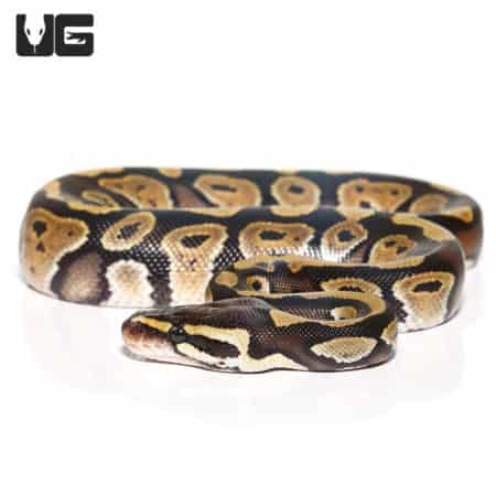 Male Baby Mystic Ball Python (Python regius) For Sale - Underground Reptiles