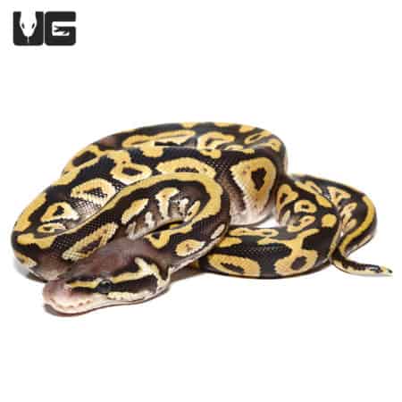 Baby Pastave Ball Python