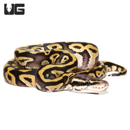 Baby Pastave Ball Python