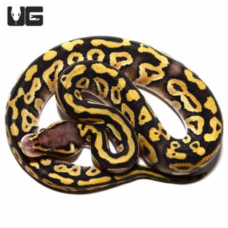 Baby Pastave Ball Python