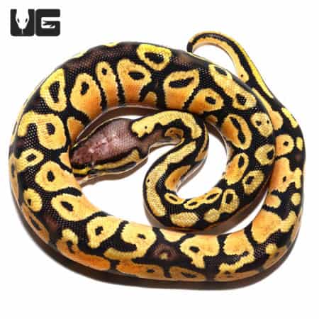 Baby Pastel Vanilla Ball Python