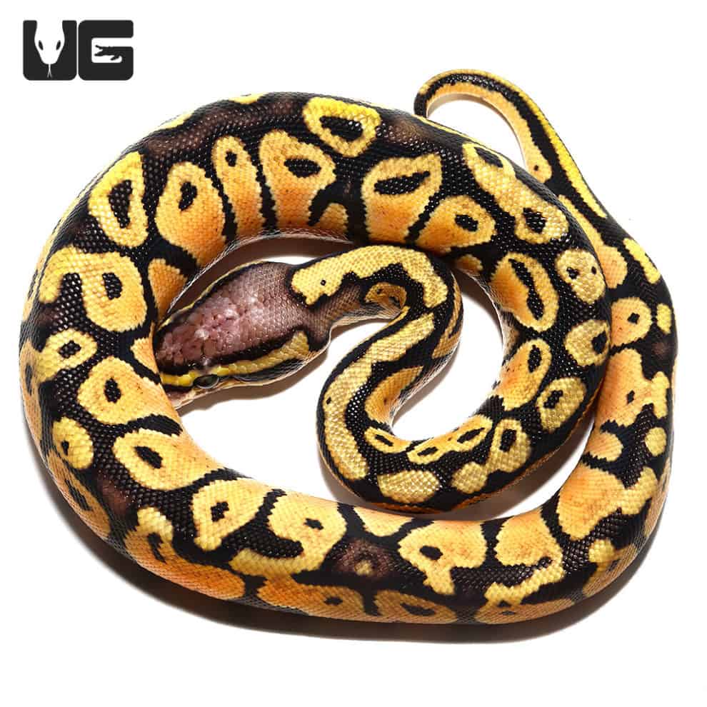 2018 Lavender Albino Spider Ball Python For Sale Underground Reptiles