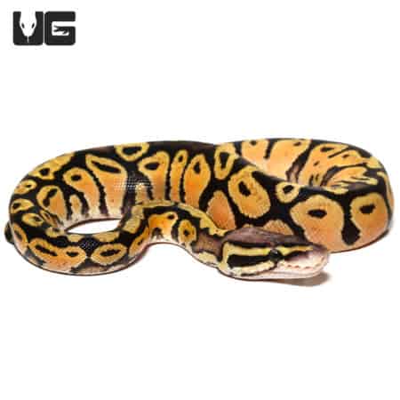 Baby Pastel Vanilla Ball Python